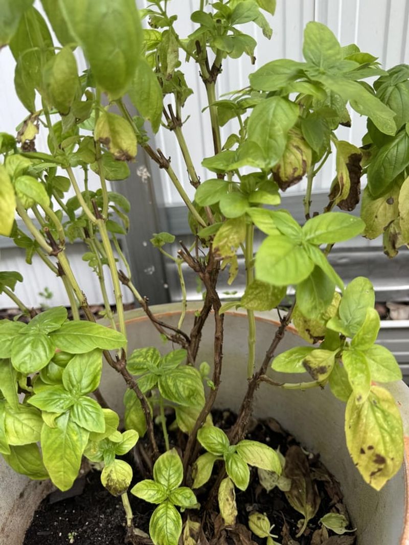 Root Burn Risk