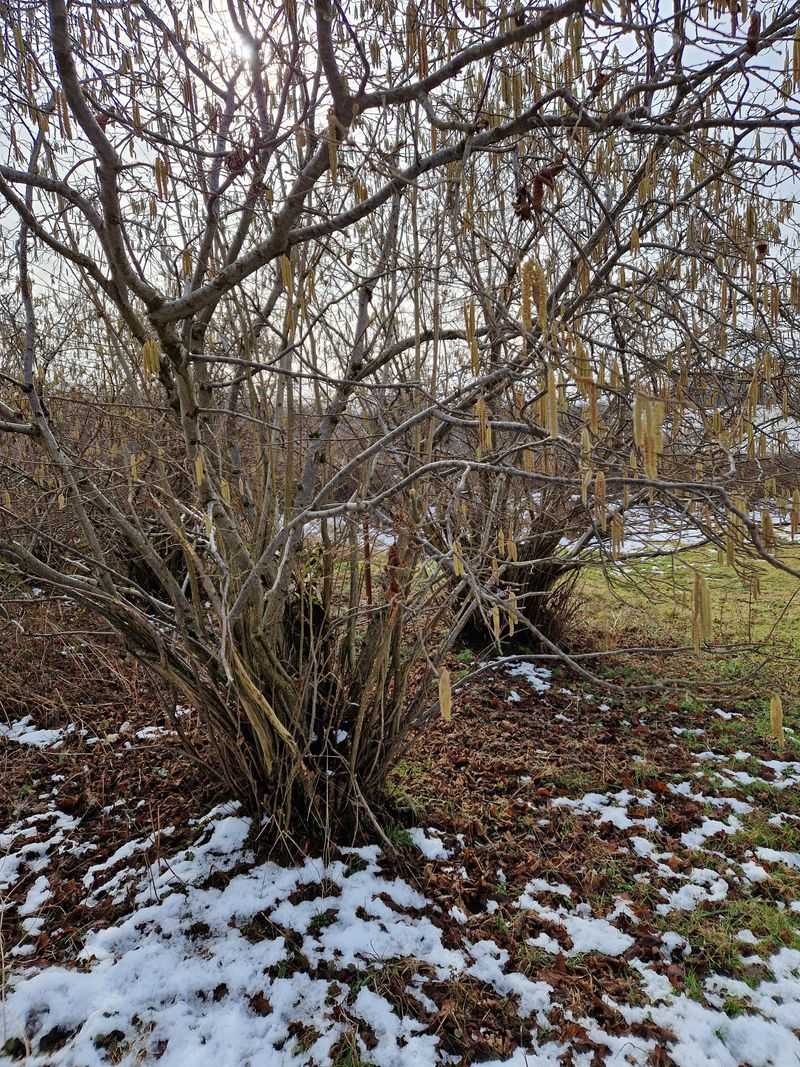 Coppiced Fruit Trees
