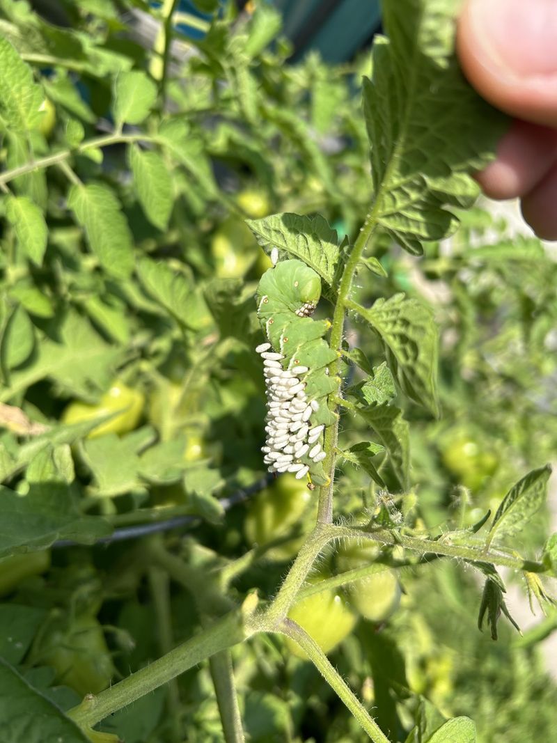 Beneficial Insect Attraction
