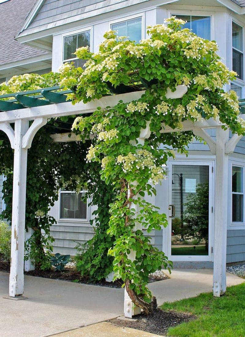 Vertical Garden Anchors