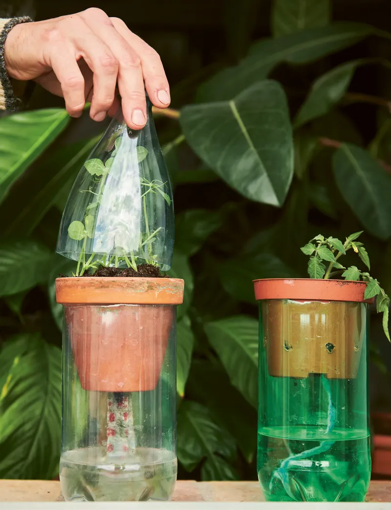 Hanging Bottle Terrariums