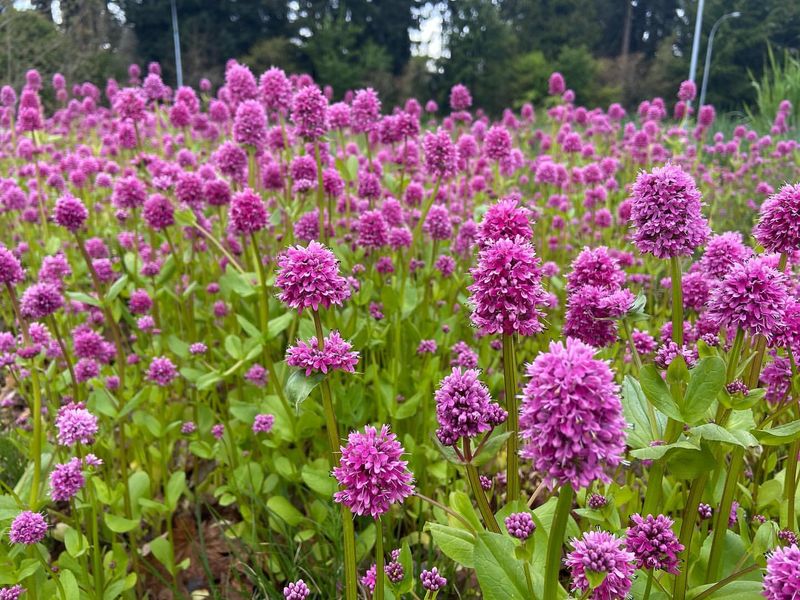 Sea Blush (Plectritis congesta)