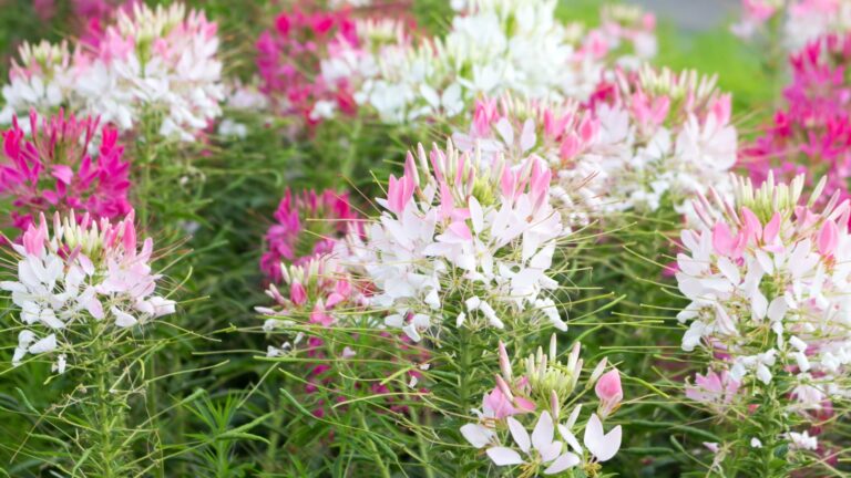 cleome flower