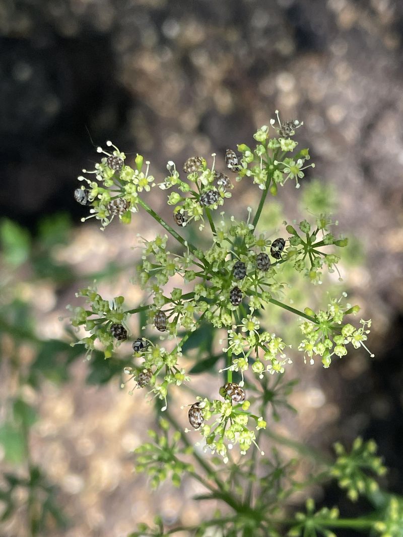 Supports Pollinators Year-Round