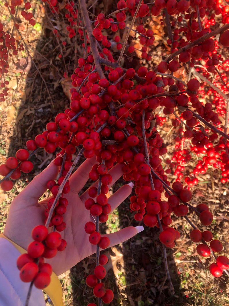 Winterberry Holly