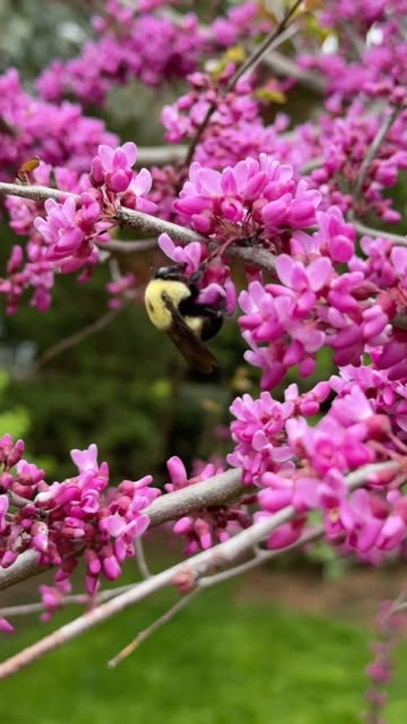 Redbud
