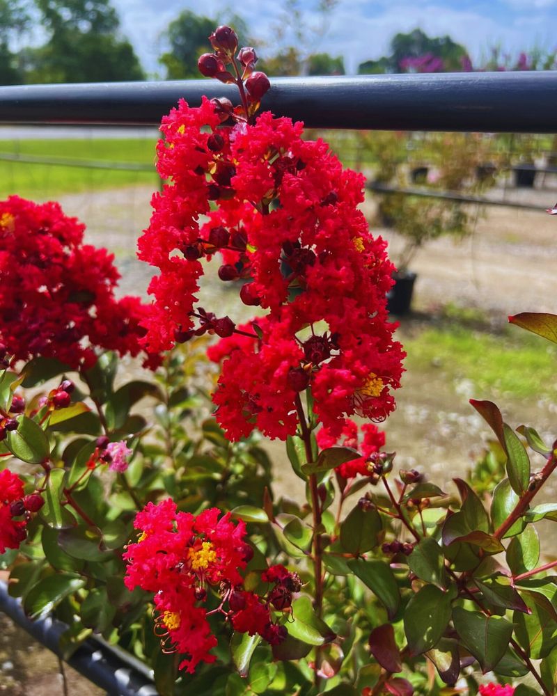 Crape Myrtle