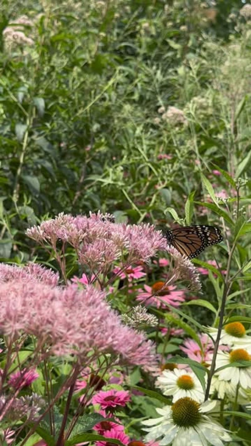 Joe-Pye Weed