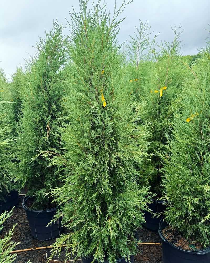 Eastern Red Cedar