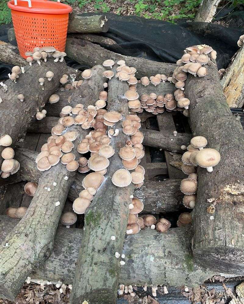 Shiitake Mushrooms