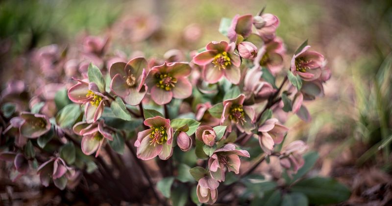 Hellebores: Winter's Quiet Heroes