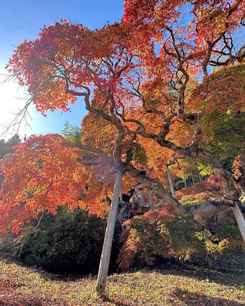 Japanese Maple