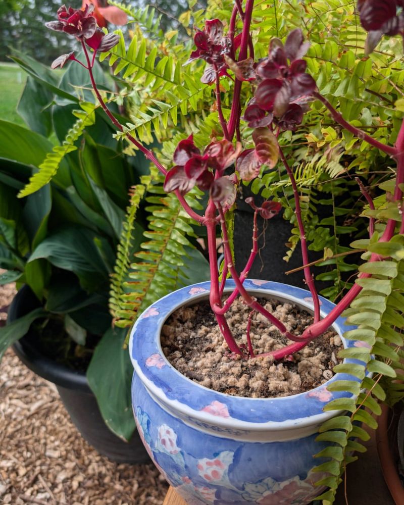 Apply Mulch To Potted Plants
