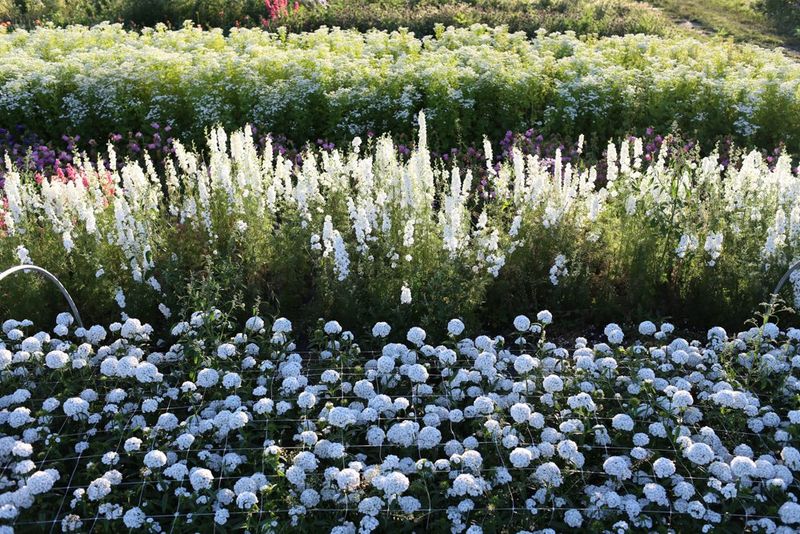 Establish A Cut Flower Border