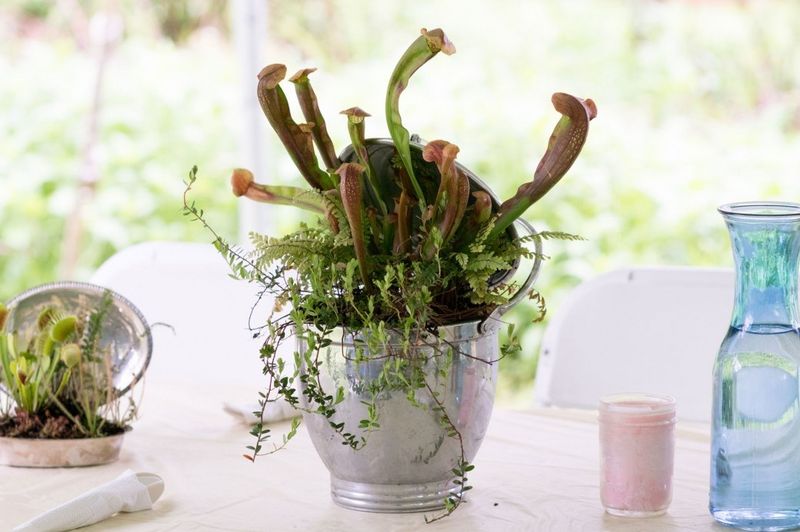 Create Carnivorous Plant Displays