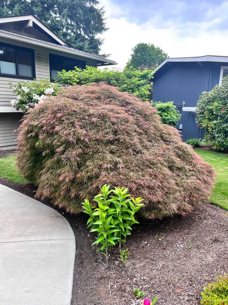Plant Decoy Bushes Away From Garden