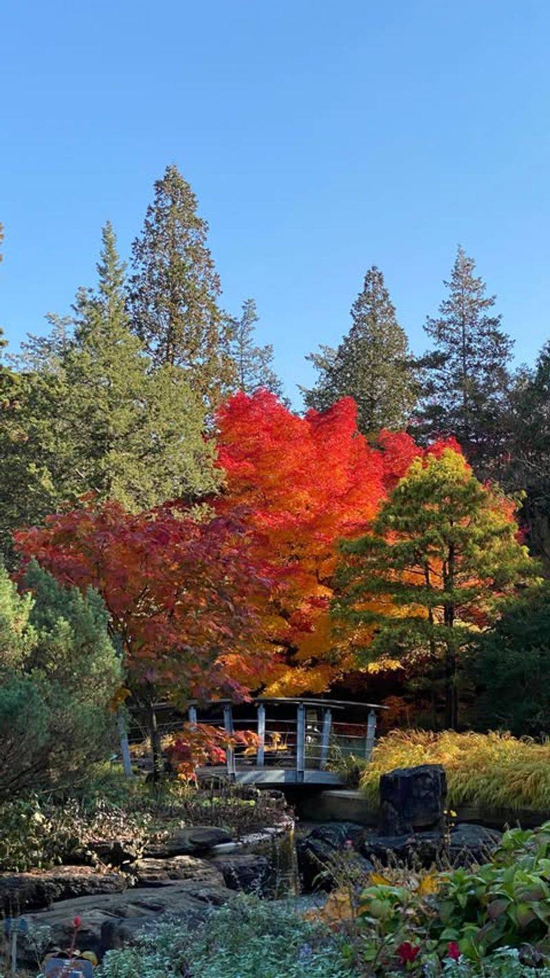 Korean Maple