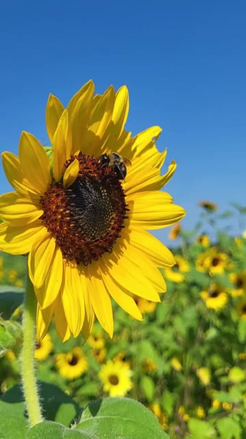 Pollinator-Friendly Sunflowers
