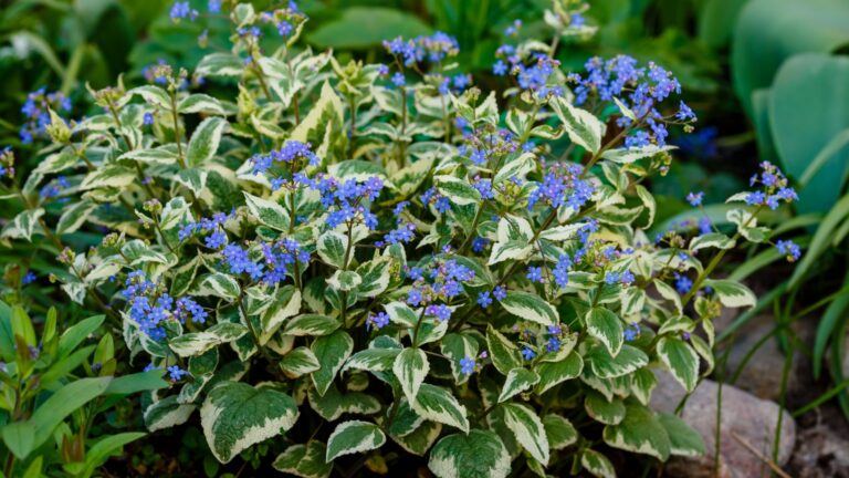 brunnera plant in bloom
