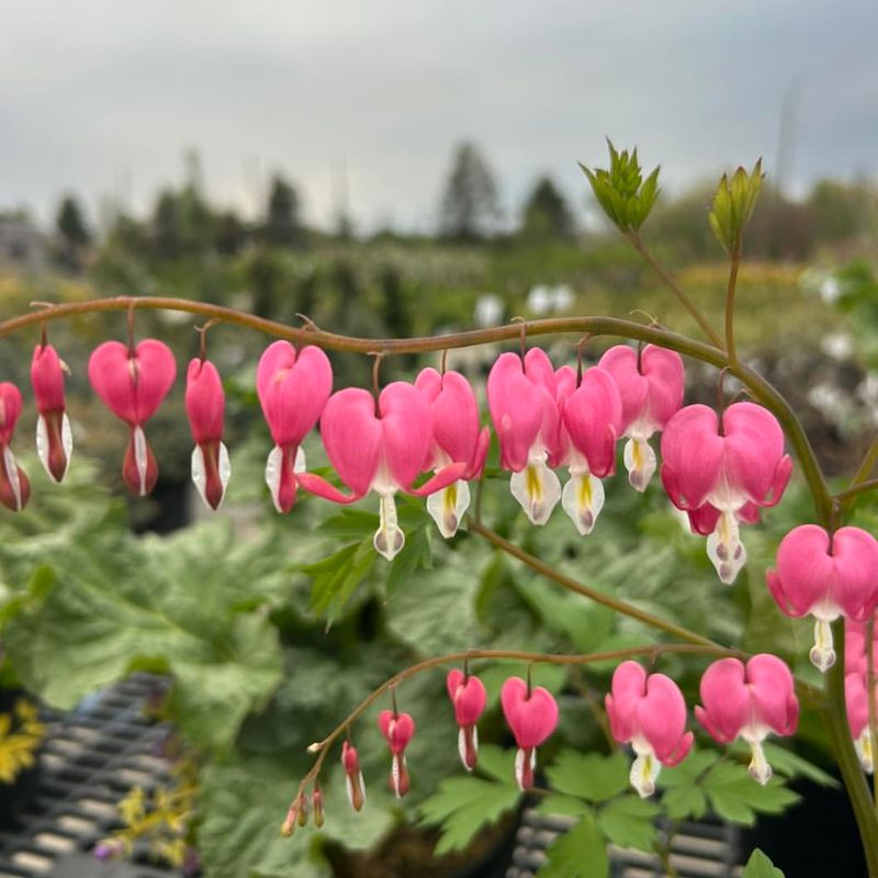 Bleeding Heart
