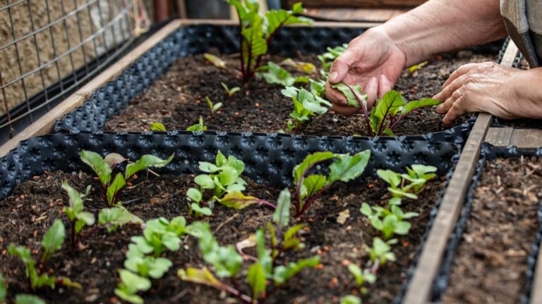 beets in a vegetable garden bed