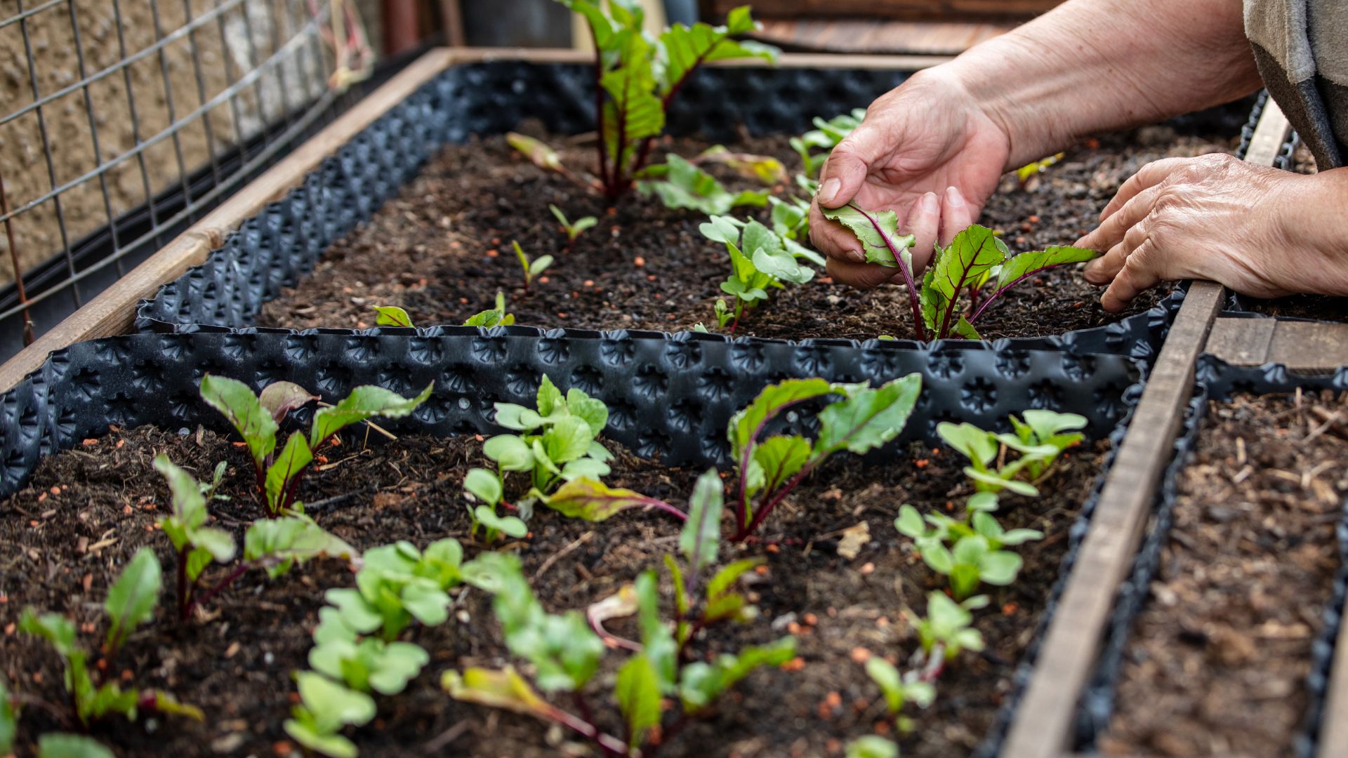 Shade-Loving Vegetables That Thrive In Oregon Gardens