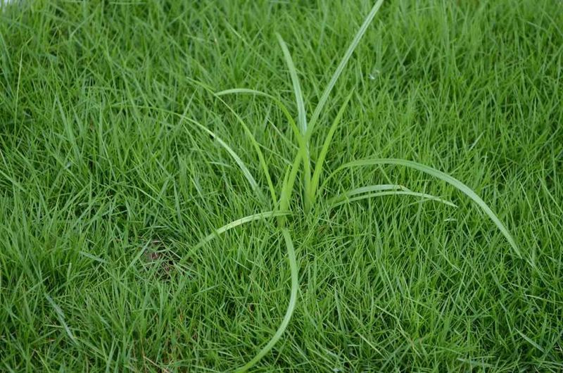 Deplete Through Frequent Mowing