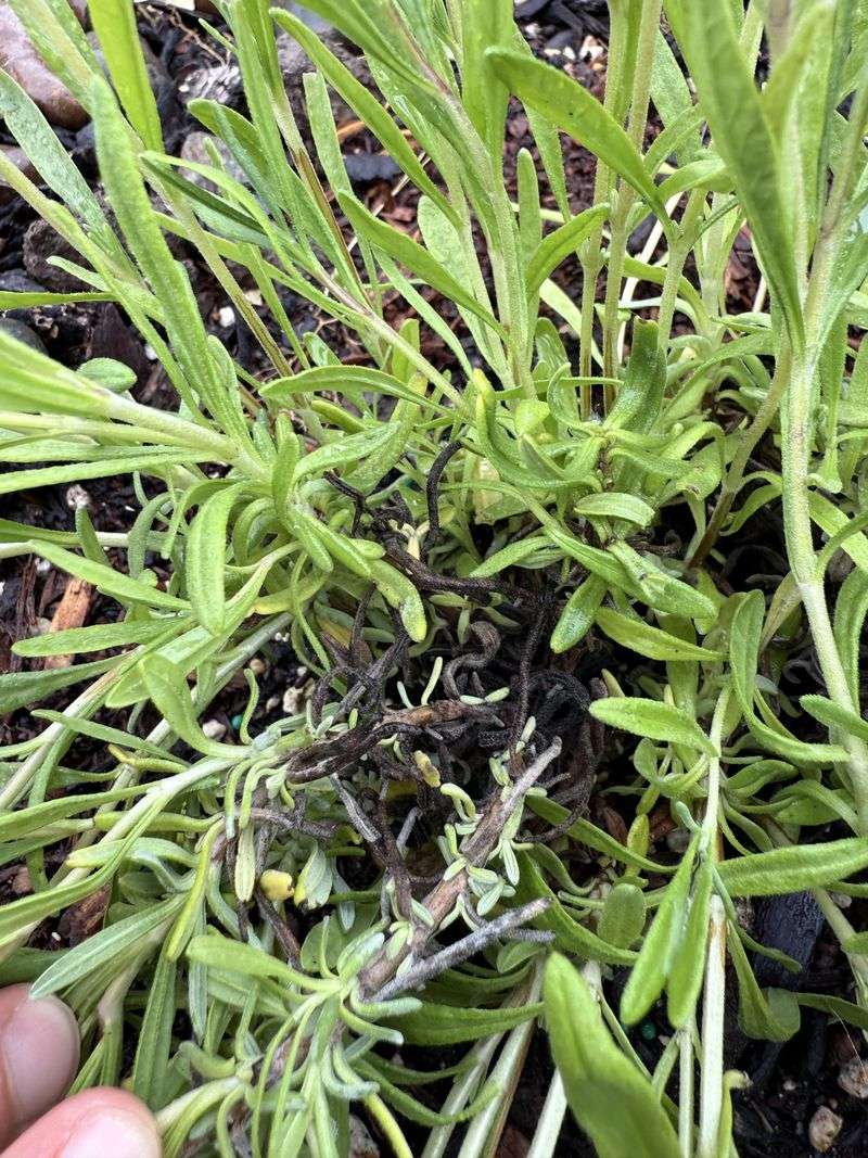 Clay Soil
