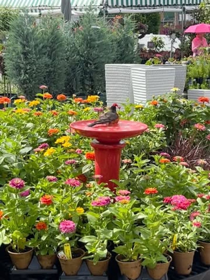 Near Protective Shrubs