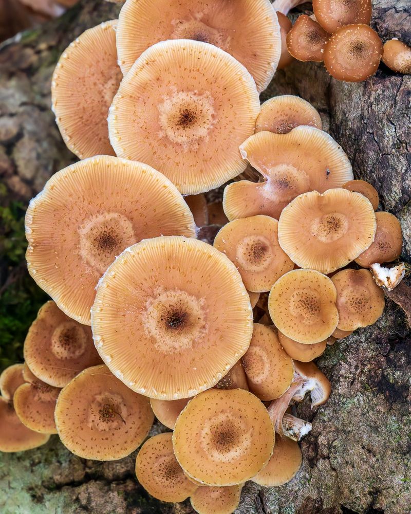 Honey Fungus
