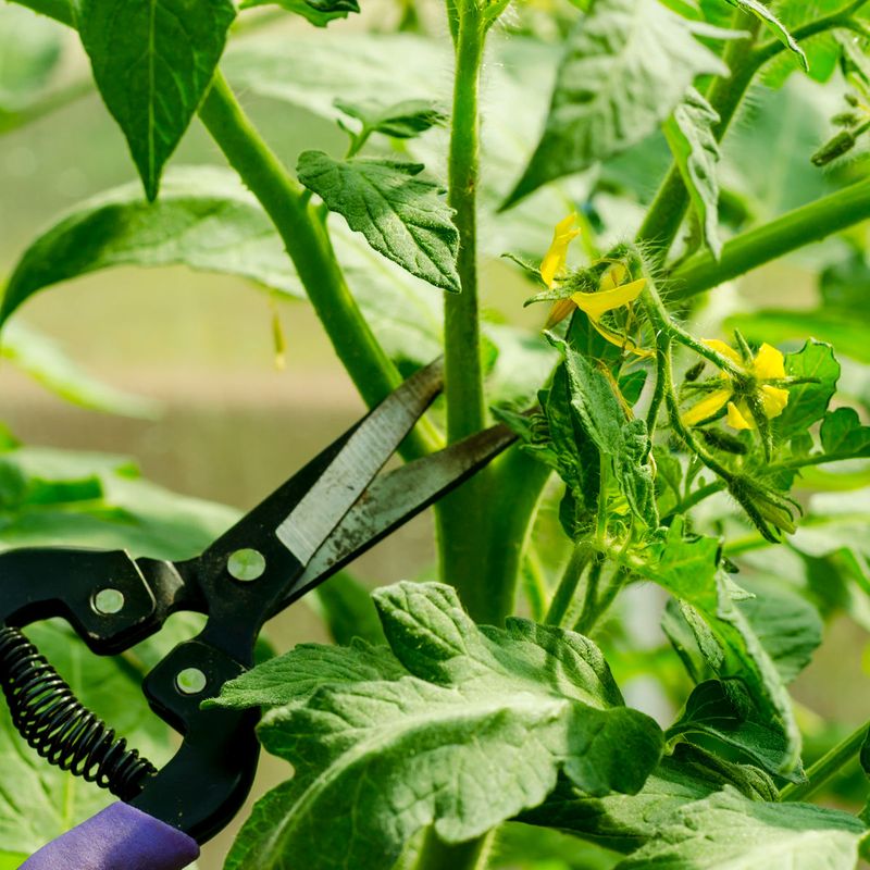 Excessive Pruning Stress