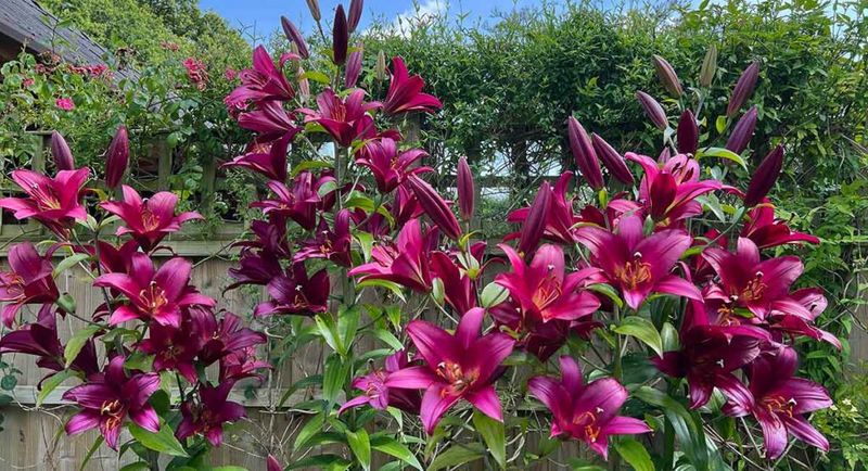 Forgetting To Stake Tall Varieties