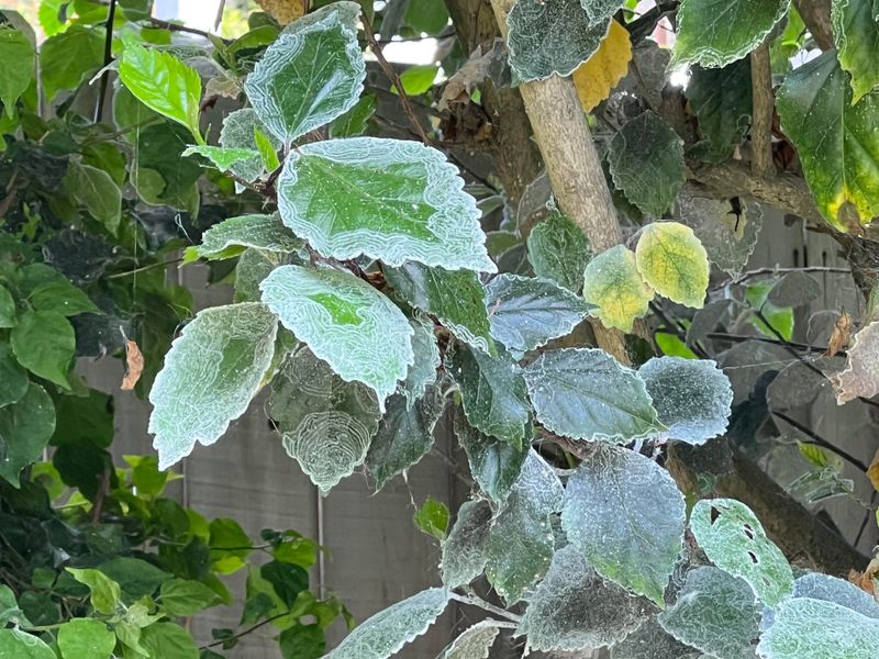 Powdery Coating On Leaves
