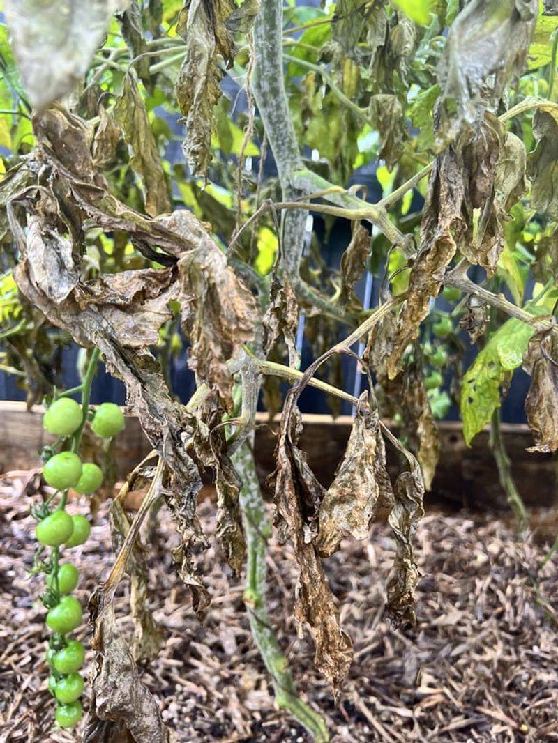 Fungal Disease Paradise