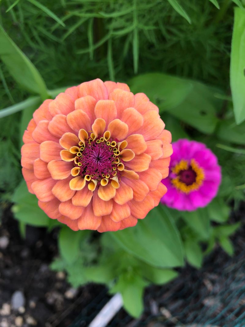 Overcrowded Plantings