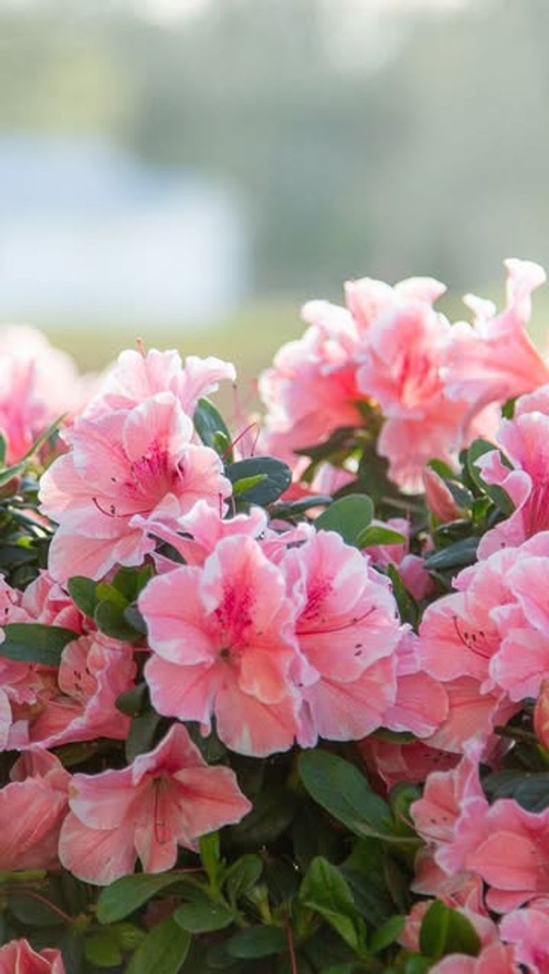 Showcase in Decorative Containers