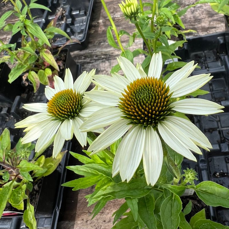 White Echinacea: Heat-Loving Native Beauty