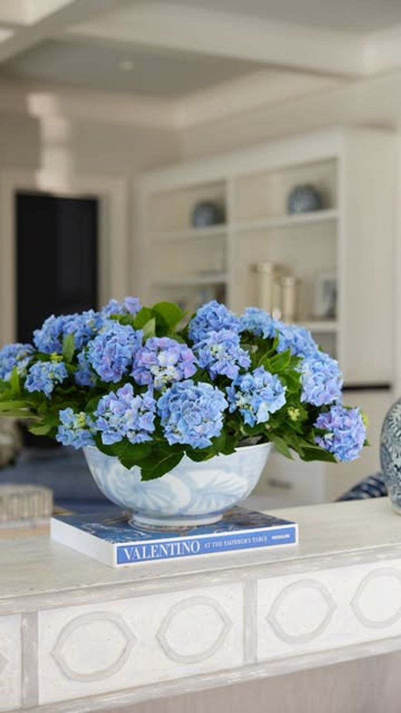 Blue Hydrangeas