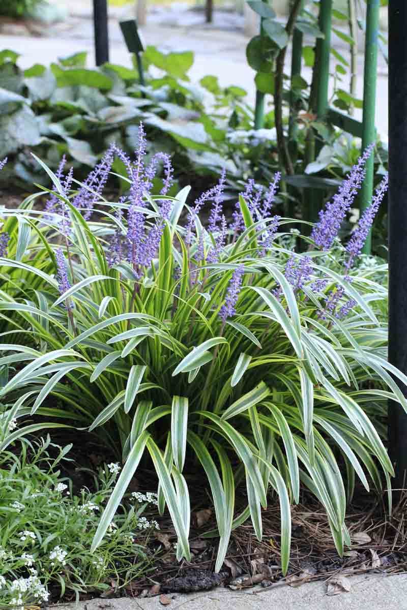 Liriope (Lilyturf)