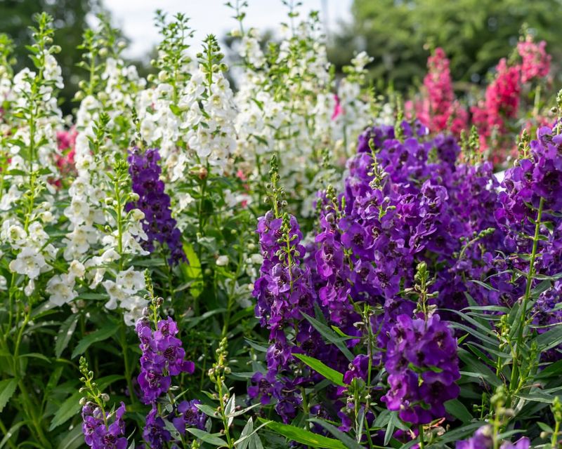 Angelonia