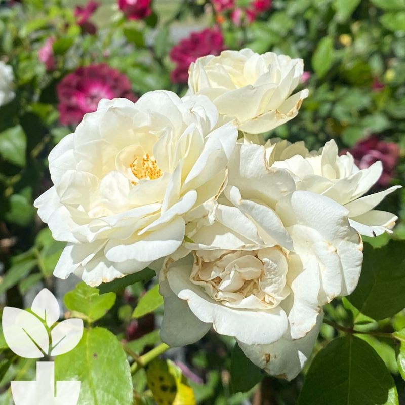 White Roses