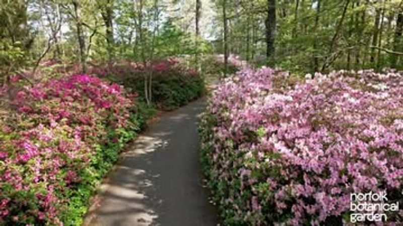 Norfolk Botanical Garden - Virginia