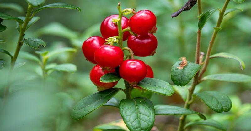 Lingonberry: Scandinavian Superfood in Ground-Hugging Plants