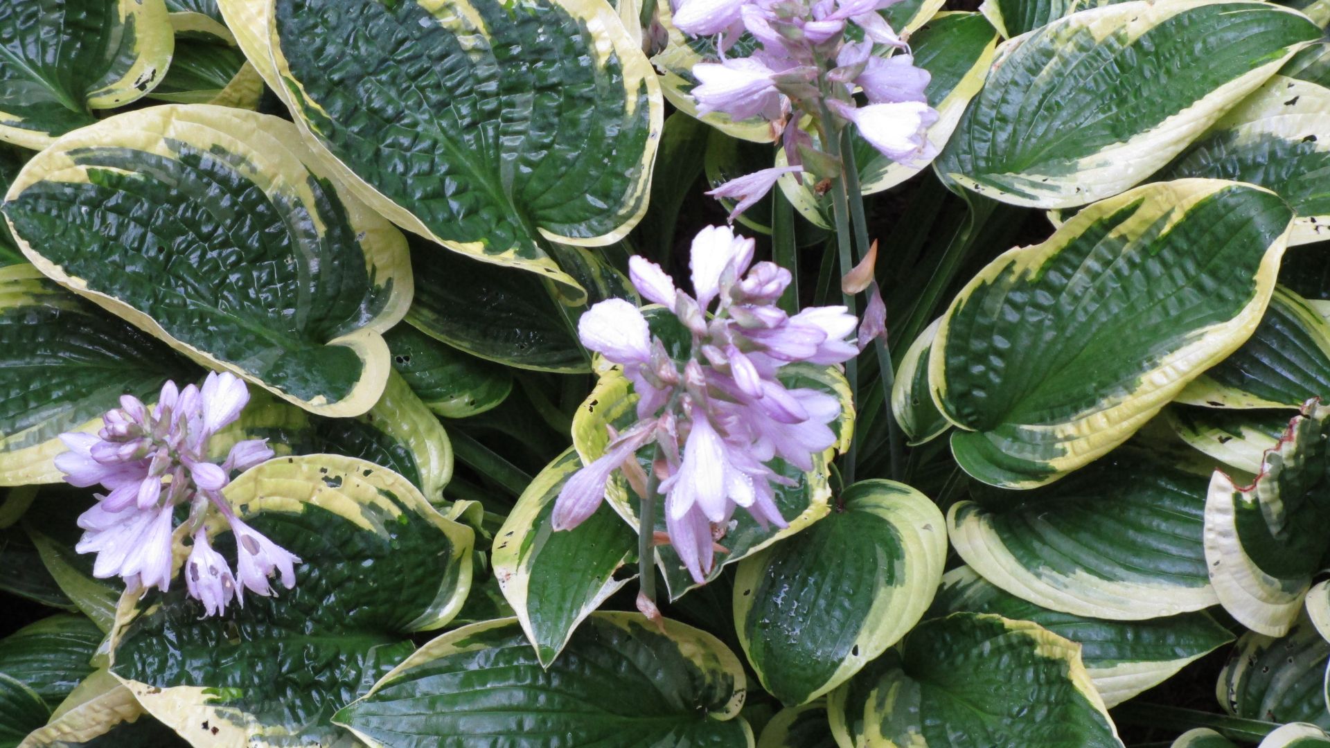 hosta flowers