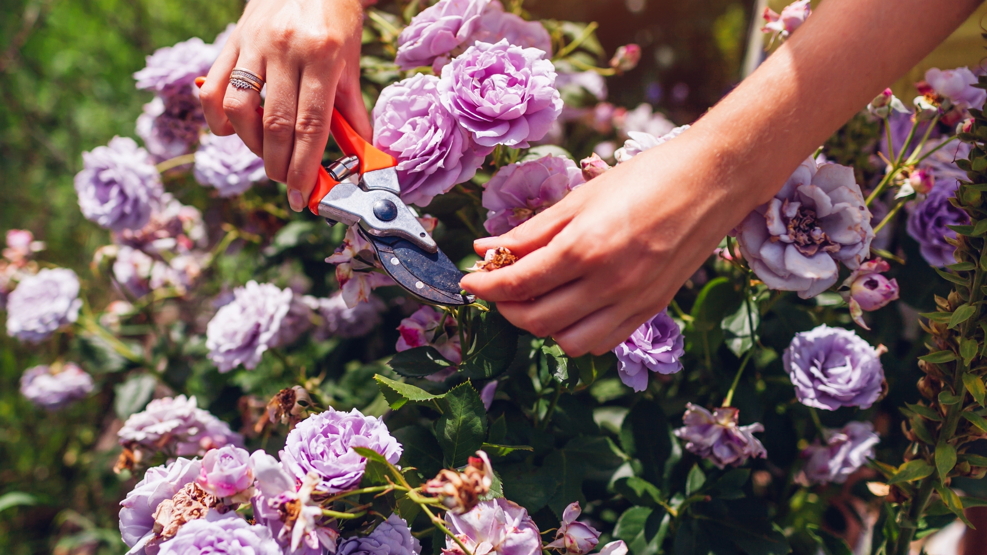 Should You Cut Rose Stems If The Flowers Die In Maryland? 15 Gardening Tips You Need To Know