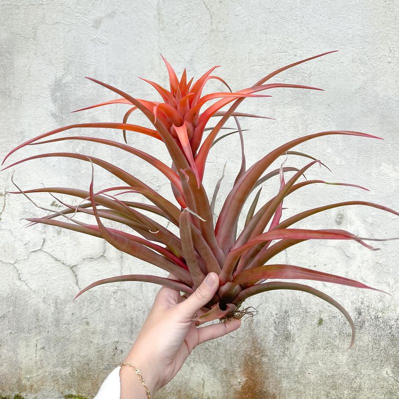 Color Variety