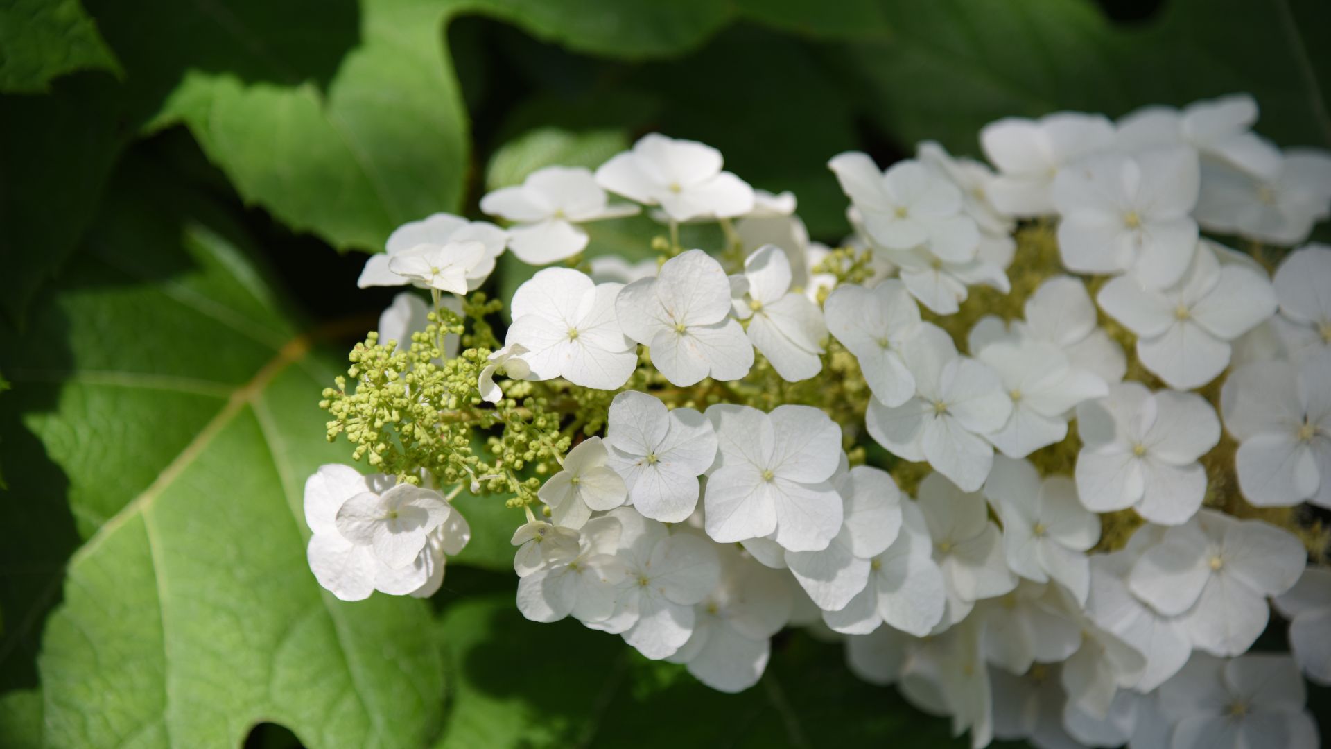 Showstopping Plants Every Kentucky Garden Needs