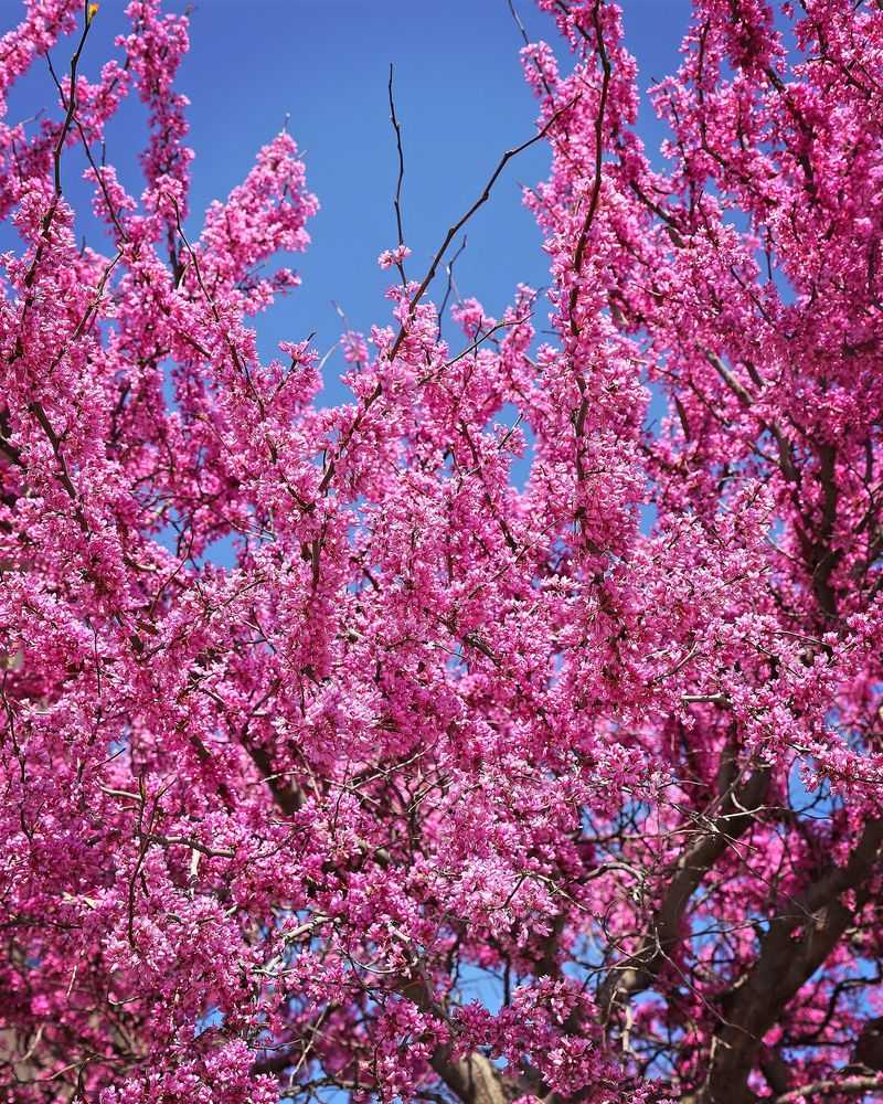 Eastern Redbud