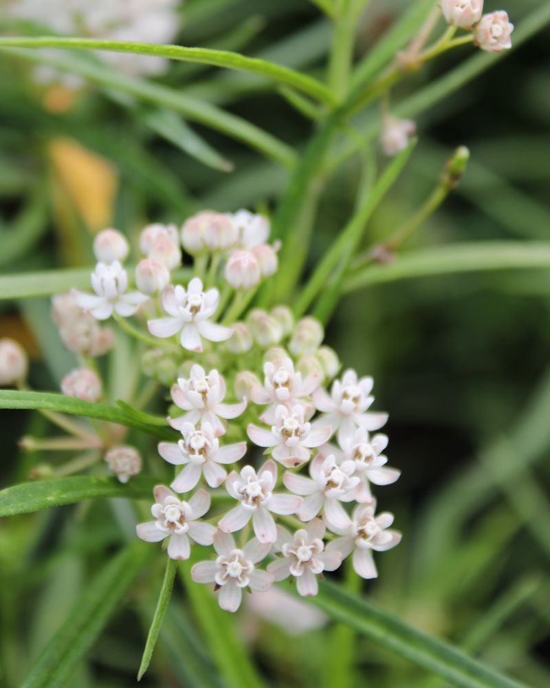 Whorled Milkweed (Asclepias verticillata)