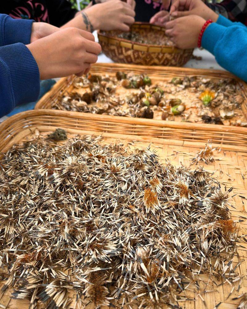 Harvesting Seeds